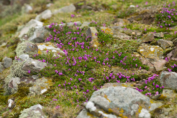 Heidekraut mit Felsen rosa bl&uuml;hend