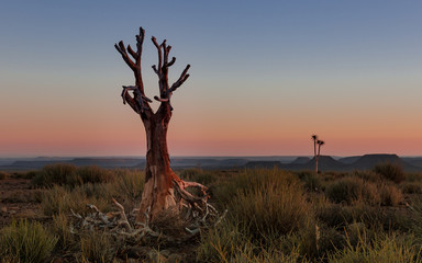 Dead quiver tree at sunset