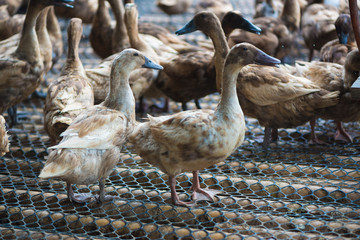 Group of ducks in farm, traditional farming in Thailand.