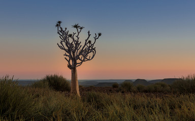 quiver tree at sunset Namibia