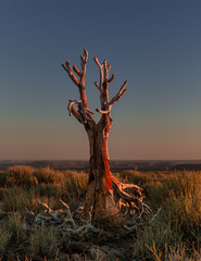 Dead quiver tree at sunset