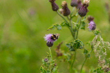 Lila Distel mit Hummel