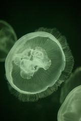 Obraz premium Jellyfish