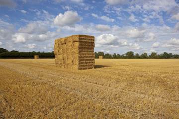 harvesting straw