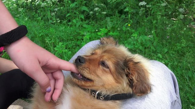 Sweet poppy dog plays eating child finger