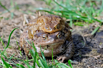 Mating couple of the common toad, Bufo bufo
