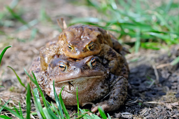 Mating couple of the common toad, Bufo bufo