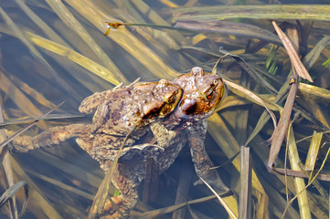 Mating couple of the common toad, Bufo bufo