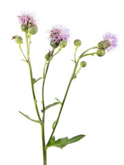 Fototapeta na wymiar Creeping thistle (Cirsium arvense) flowers isolated on white background. Medicinal and invasive plant