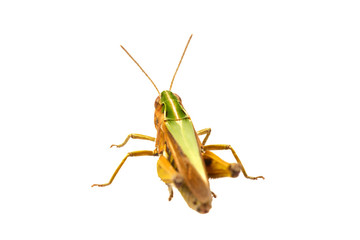 Fototapeta premium Grasshopper on a white background