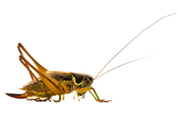 Grasshopper on a white background