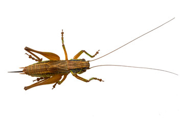 Grasshopper on a white background
