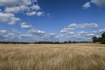 Wild wheat field - Richmond Park - London