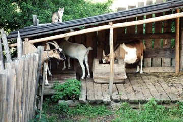 Goat farm