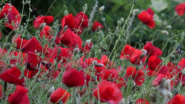 Field of bright red corn poppy flowers in 