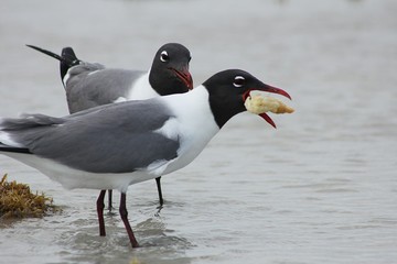 Seagulls feeding on the beach in Florida