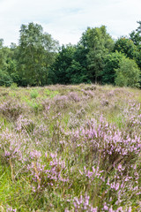 Bloeiende heide op het Rozendaalseveld bij Velp