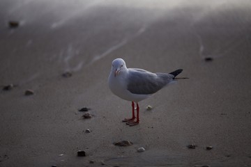 A seagull on a beach