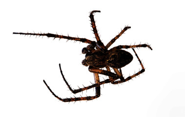 Spider isolated on white background
