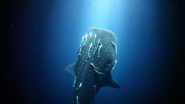 Whale shark swims to surface