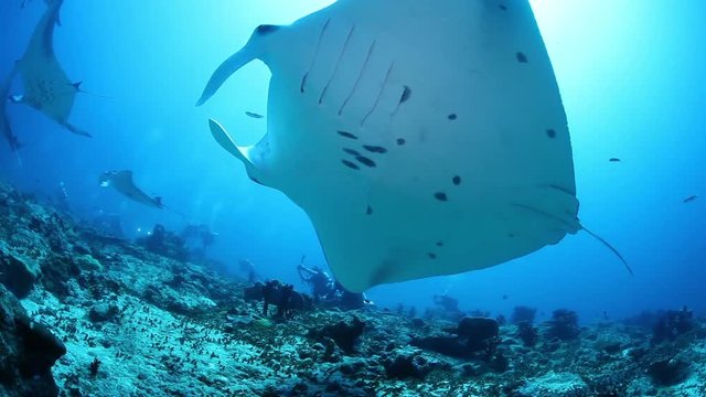 Close up, Manta Rays swim by reef