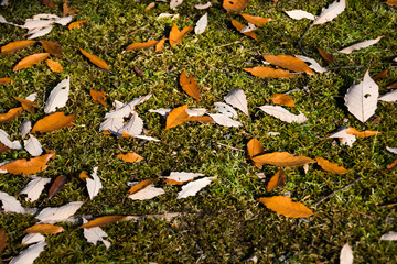 緑の苔の上の落ち葉
