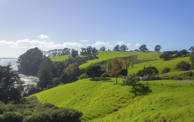 Green Pasture at Scandrett Beach Auckland New Zealand; Regional Park