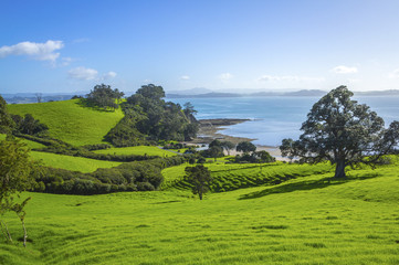 Green Pasture at Scandrett Beach Auckland New Zealand; Regional Park