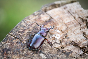 Large Stag Beetle