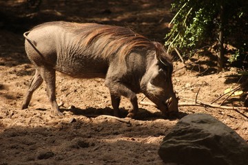 Fototapeta premium Warzenschwein