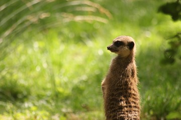 Fototapeta premium Erdmännchen