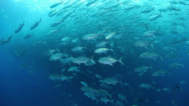 Massive school of fish in open ocean, POV