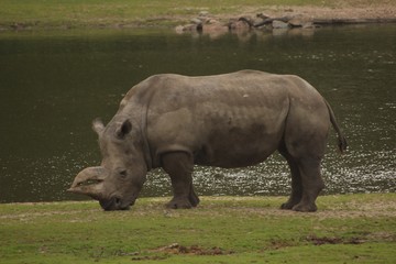 Fototapeta premium Nashorn