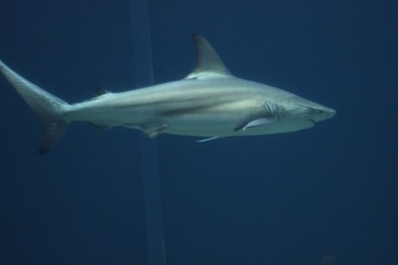 Fische