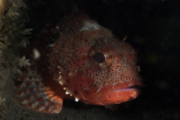 Sculpin fish in shadow