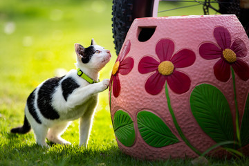 Cat in white and black color climb and walk in garden