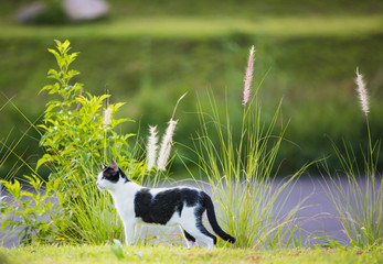 Naklejka na ściany i meble Cat in white and black color climb and walk in garden