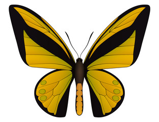 Beautiful butterfly isolated on a white background