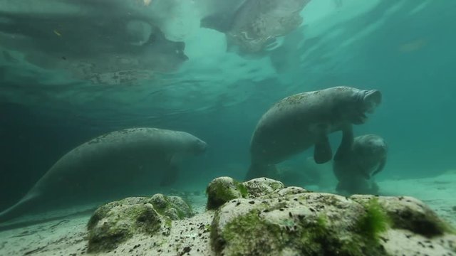 Group of manatees surface for air, Florida