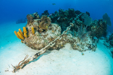 An anchor chain from a cruise ship carelessly dropped causing damage to an otherwise healthy...