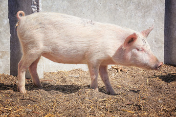 Cute pink pig on farm in sunny day