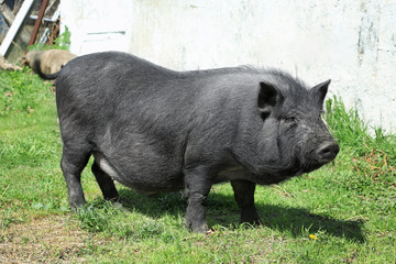 Cute pig enjoying sunny day on farm yard