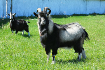 Cute goats enjoying sunny day on farm