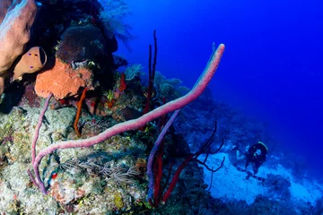 Foto auf Leinwand Rebreather SCUBA diver exploring a deep coral wall in a tropical ocean © whitcomberd