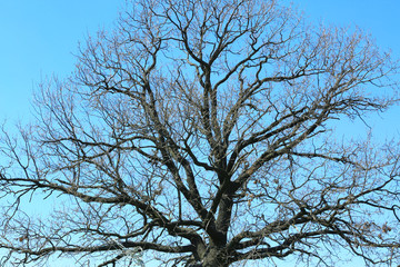 Big beautiful tree on sky background