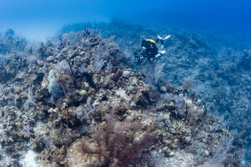 Rolgordijnen Closed Circuit Rebreather SCUBA diver on top of a large coral reef wall. © whitcomberd