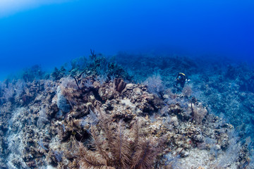 Rebreather SCUBA diver exploring a deep coral wall in a tropical ocean