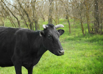 Black cow grazing on lawn with green grass