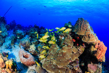 Beautiful tropical fish on a warm water coral reef