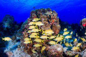 Naklejka na ściany i meble Shoal of colorful fish on a tropical coral reef 